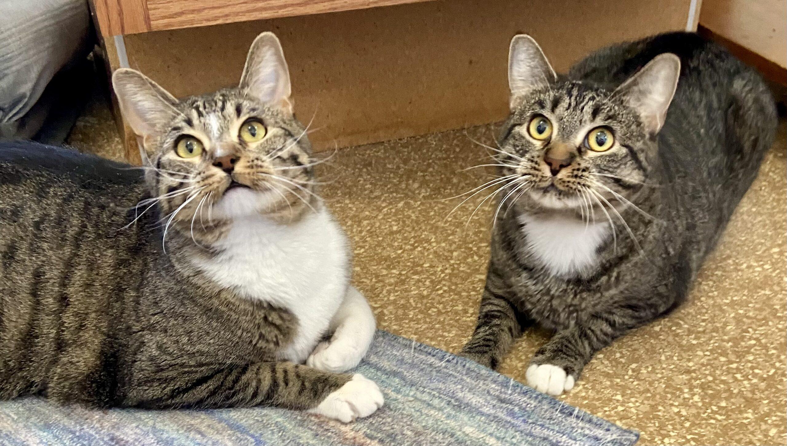 Enlarge Lemmy & Lacey, a ADOPTABLE Domestic Medium Hair in Manitou Springs, CO image 3/6