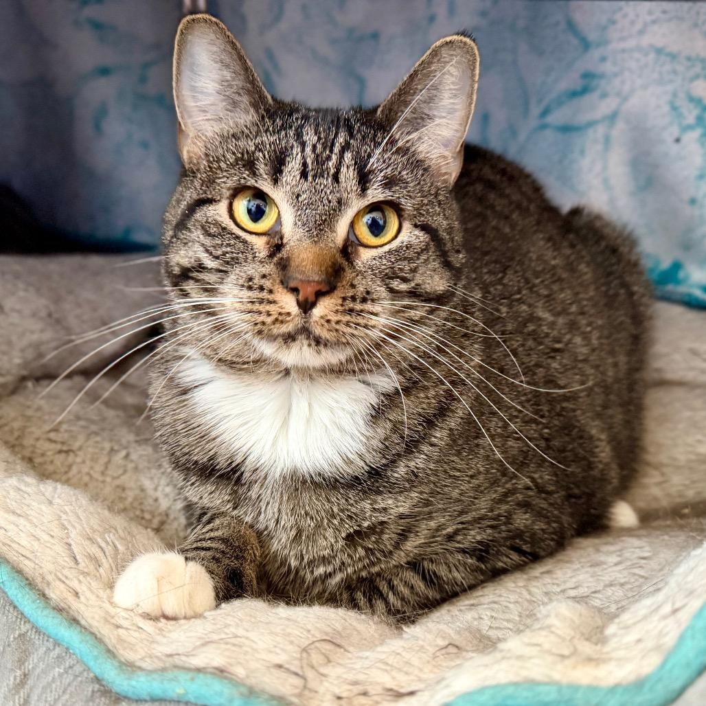 Enlarge Lemmy & Lacey, a ADOPTABLE Domestic Medium Hair in Manitou Springs, CO image 2/6