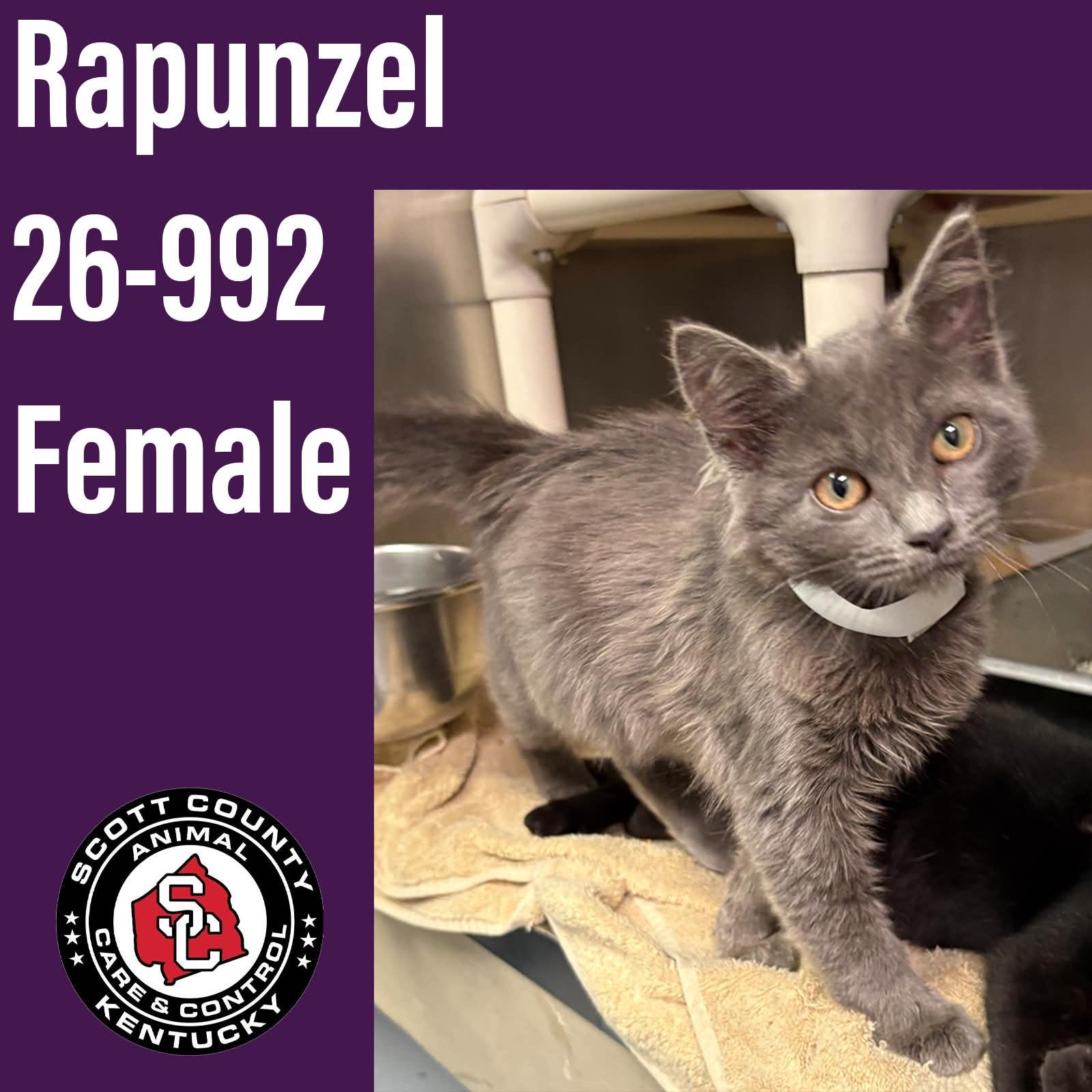 Enlarge Rapunzel, a Adopted Domestic Medium Hair in Georgetown, KY image 1/1