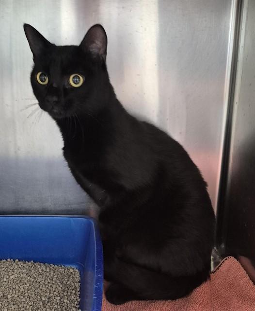 Enlarge MIDNIGHT, a Adoptable Domestic Short Hair in Vaughan, ON image 1/1