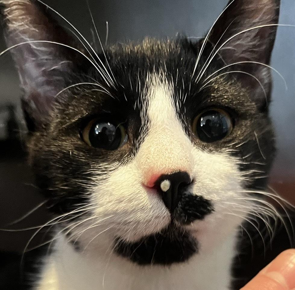 Toothpick, a Adoptable Domestic Short Hair in Trenton, ME image 3/6
