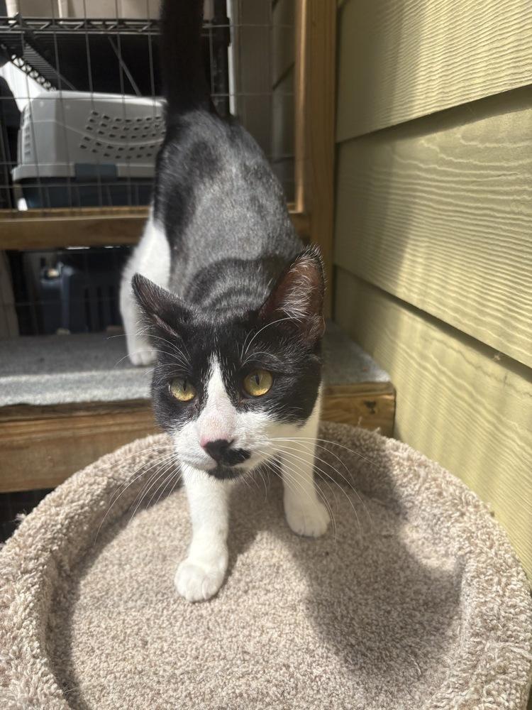 Toothpick, a Adoptable Domestic Short Hair in Trenton, ME image 4/6