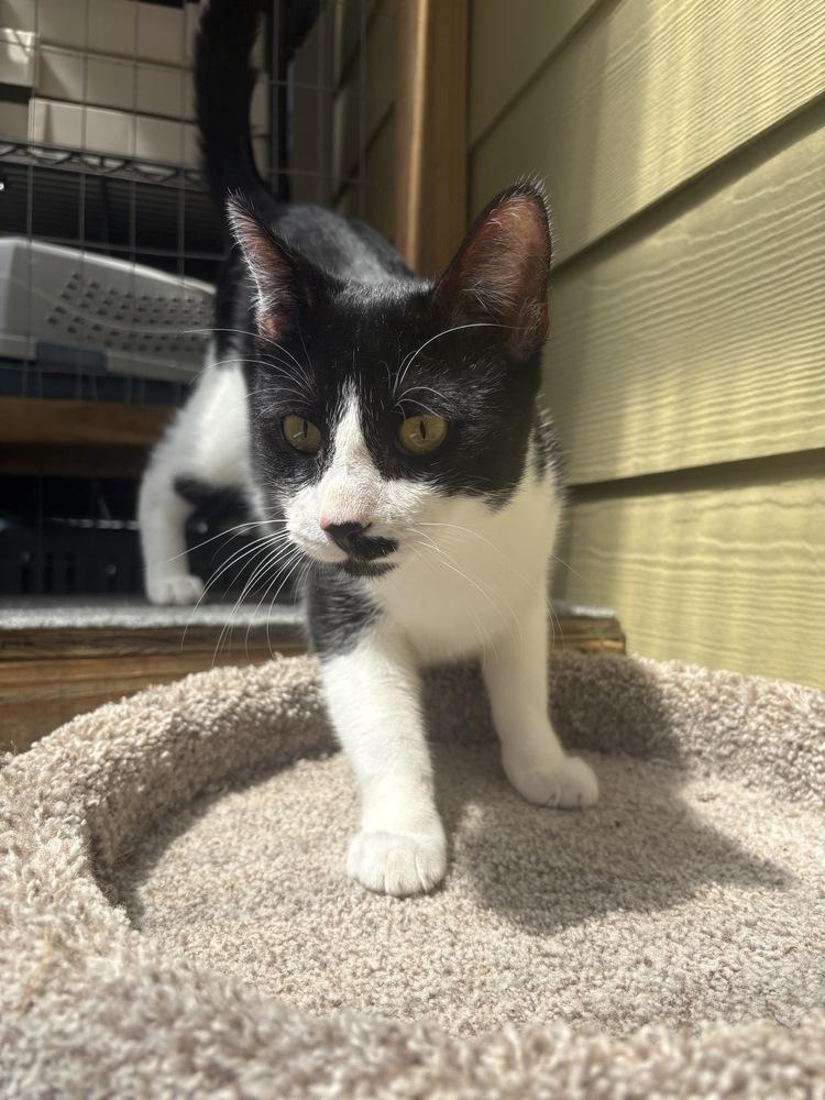 Toothpick, a Adoptable Domestic Short Hair in Trenton, ME image 6/6