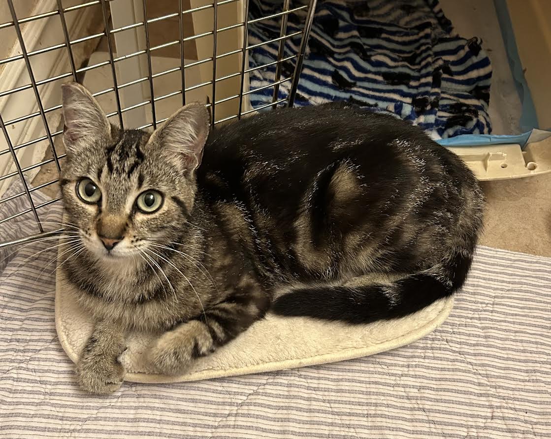 Enlarge Honey (Bianca P foster), a Adoptable Domestic Short Hair in Woodland Hills, CA image 1/2