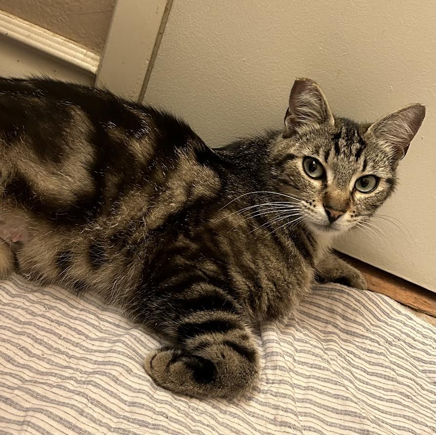 Enlarge Honey (Bianca P foster), a Adoptable Domestic Short Hair in Woodland Hills, CA image 2/2