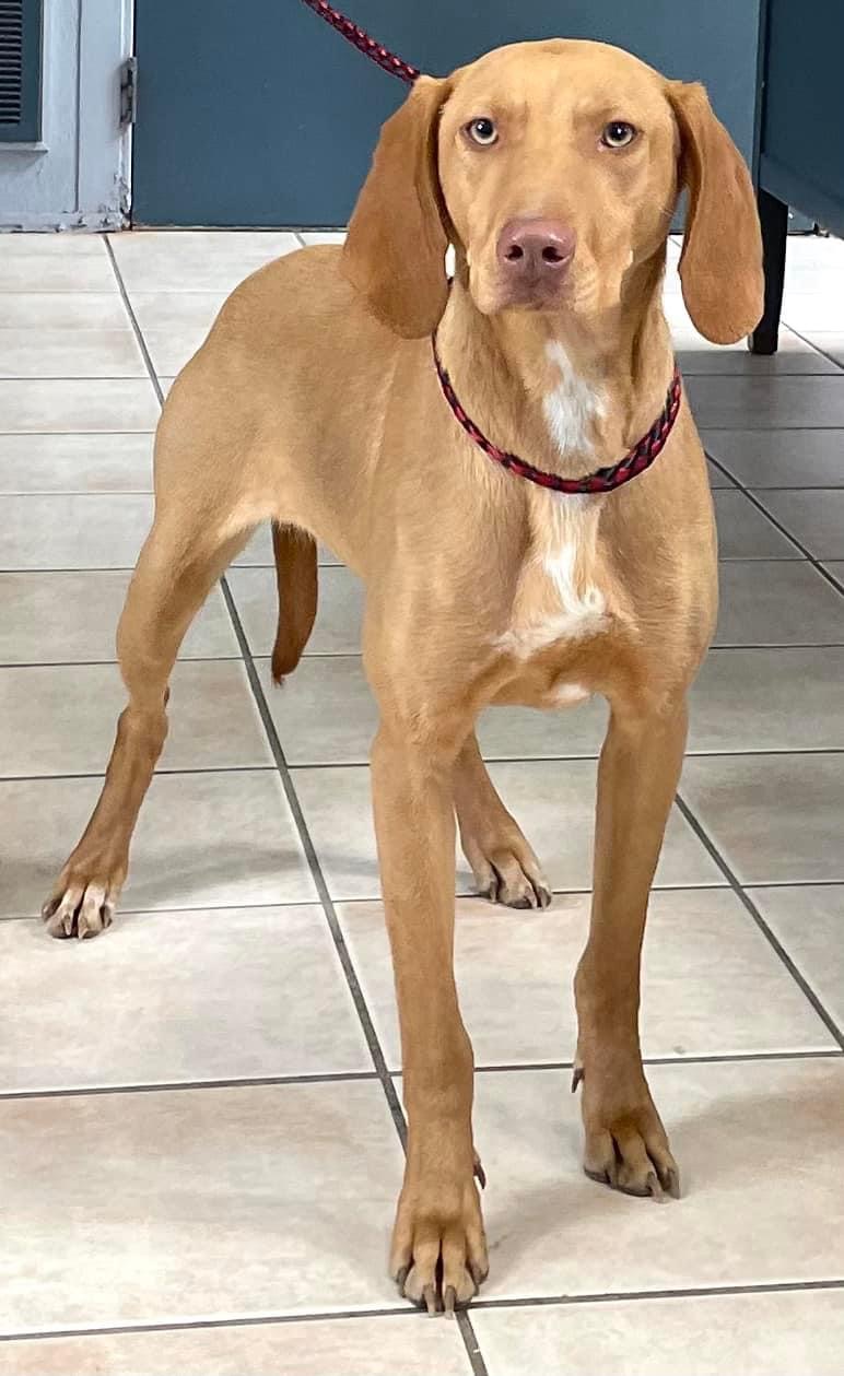HONEY, an adopted Vizsla Mix in Cincinnati, OH_image-1