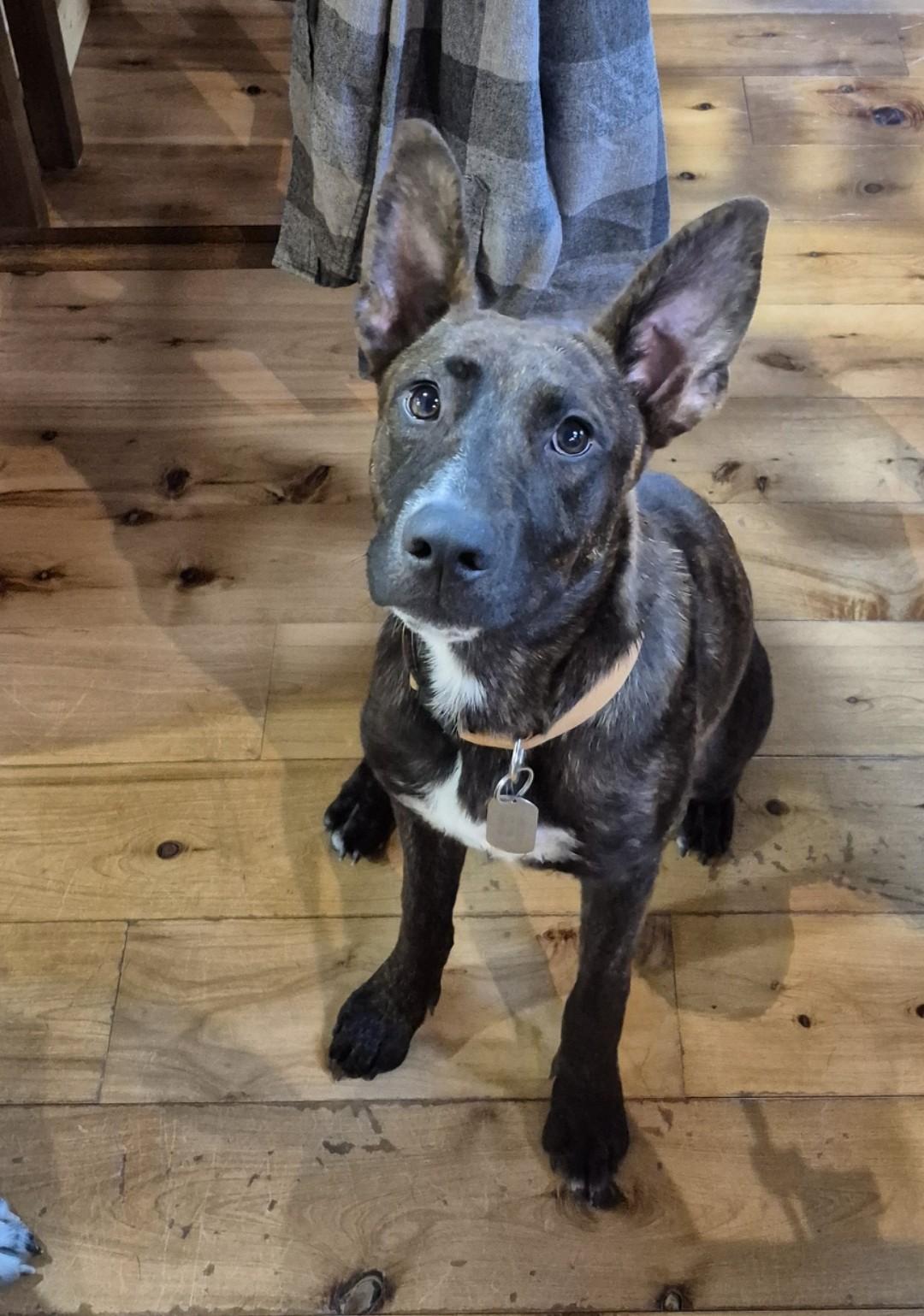 Enlarge Koa, a ADOPTABLE mixed breed in Bandera, TX image 1/5