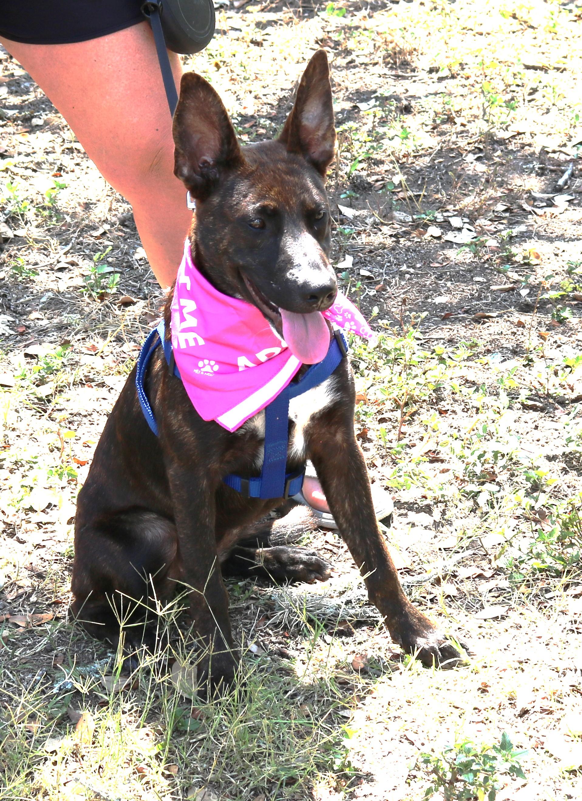 Enlarge Koa, a ADOPTABLE mixed breed in Bandera, TX image 2/5