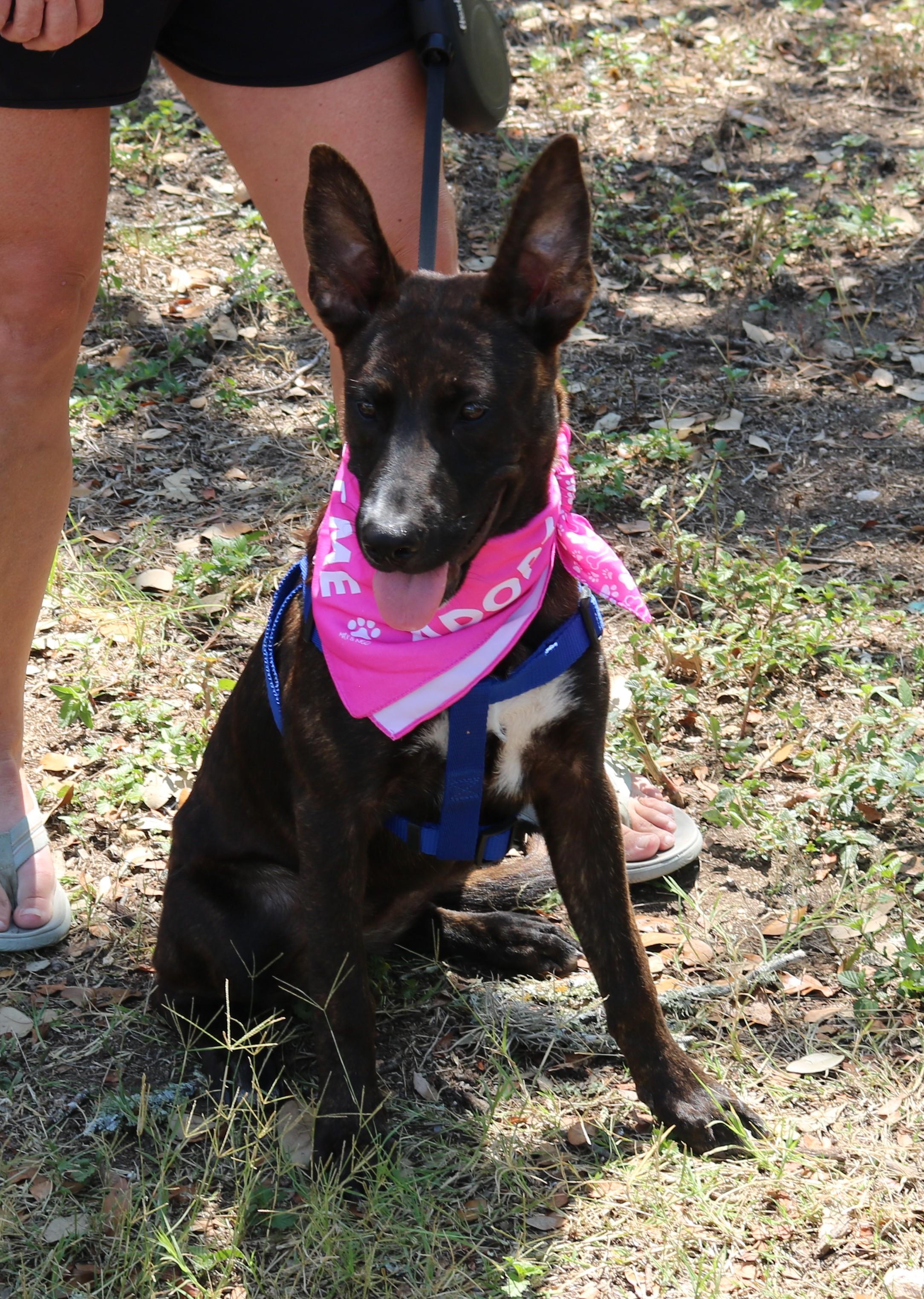 Enlarge Koa, a ADOPTABLE mixed breed in Bandera, TX image 4/5
