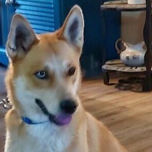 Sweets, a Adoptable mixed breed in Dallas, TX image 1/2