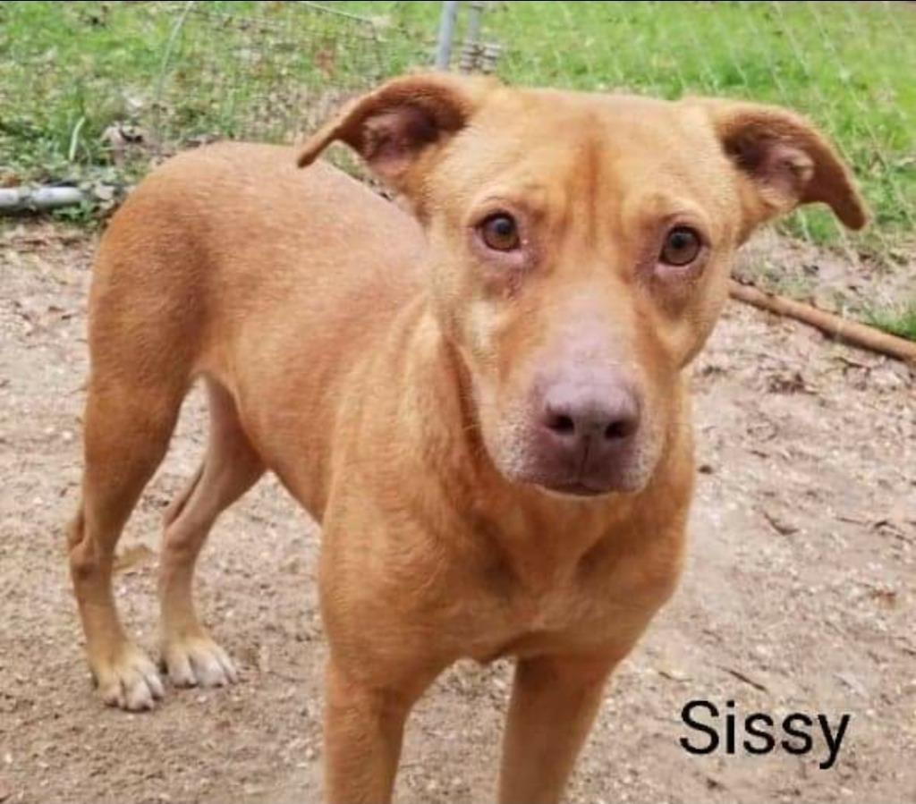 Sissy, Adoptable, Senior Female Labrador Retriever & Mountain Cur.