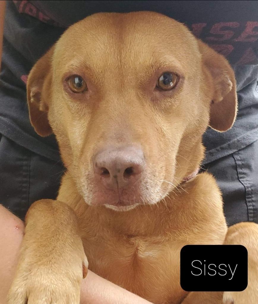 Sissy, a Adoptable mixed breed in El Dorado, AR image 2/2