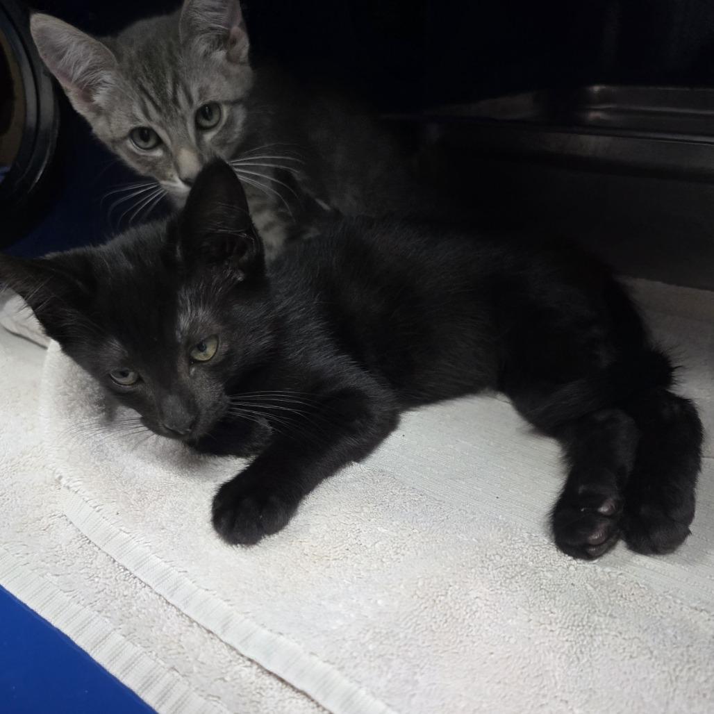 Bismuth, Adoptable, Kitten Male Domestic Short Hair.