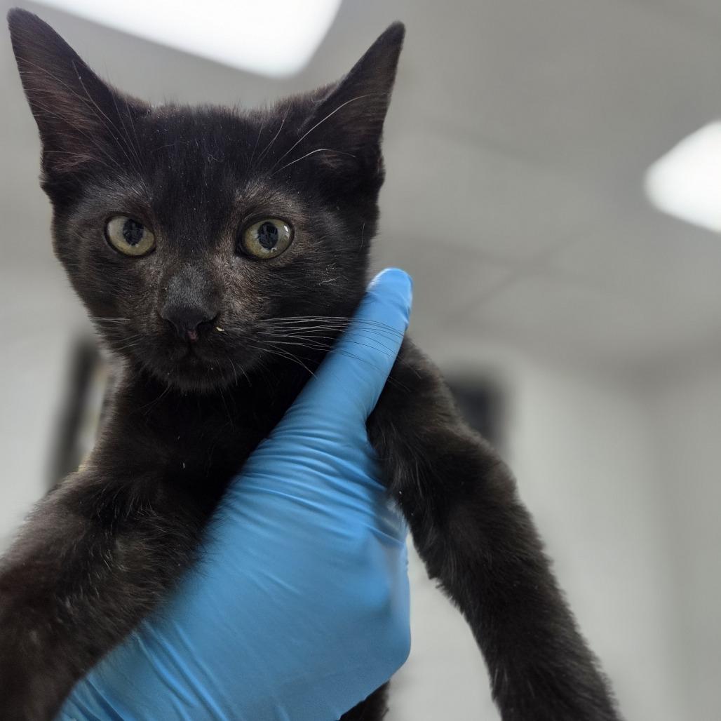 Bismuth, Adoptable, Kitten Male Domestic Short Hair.