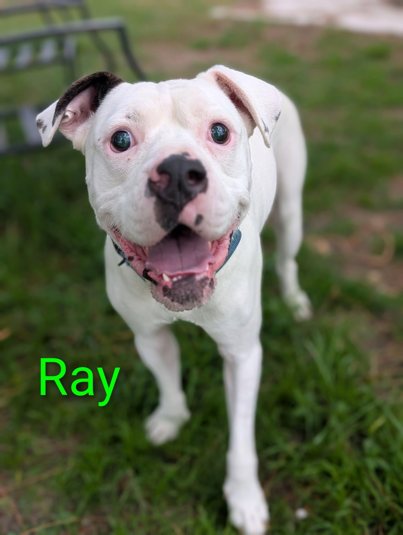 Ray, Adoptable, Adult Male American Bulldog & Boxer.