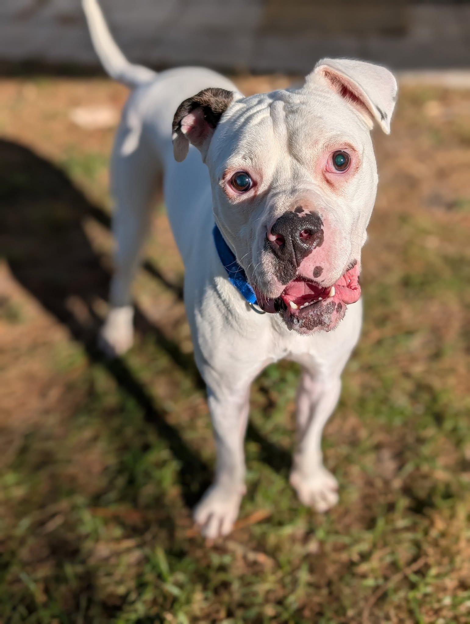 Ray, a Adoptable mixed breed in Estero, FL image 2/3