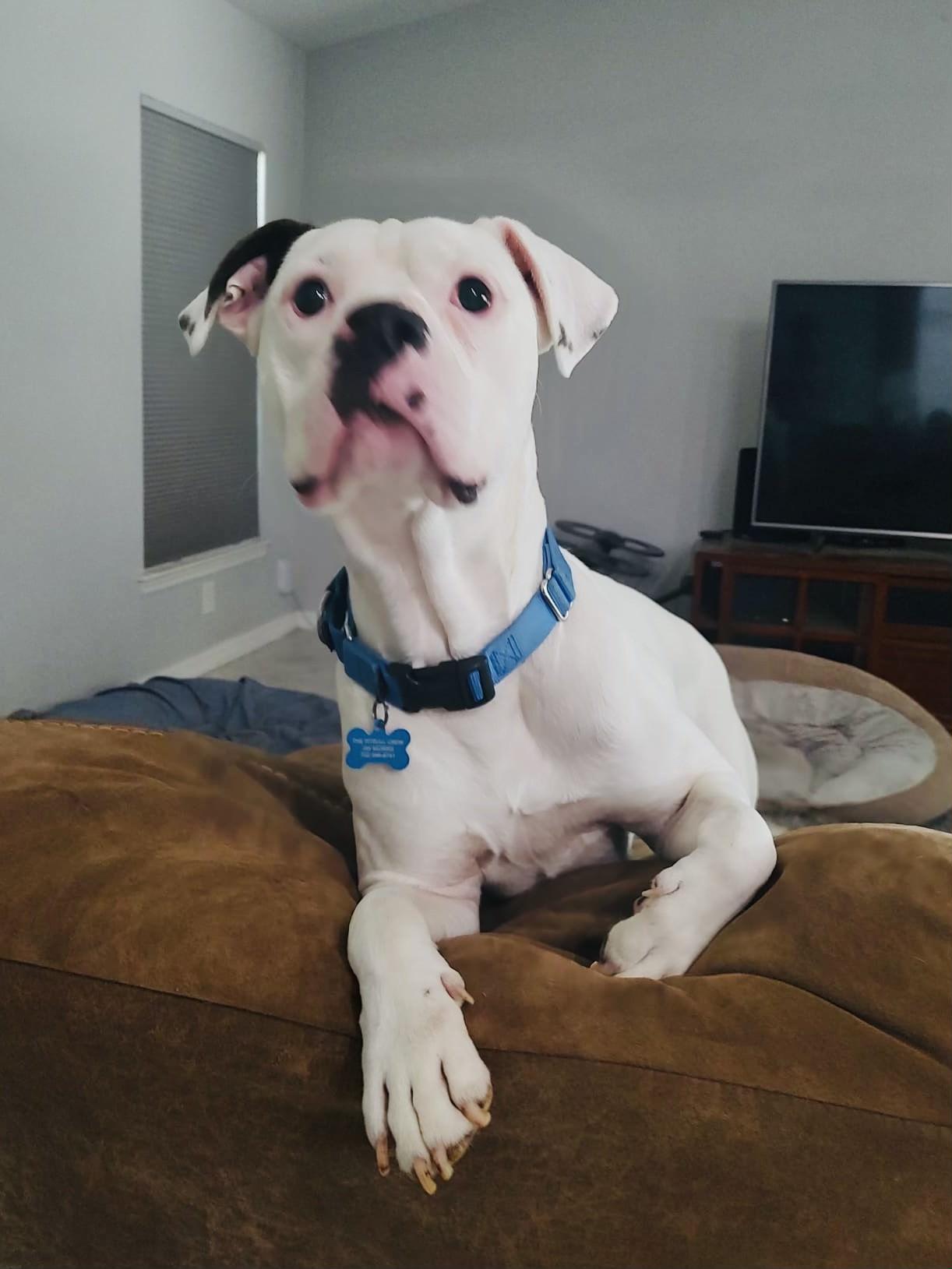 Enlarge Ray, a Adoptable mixed breed in Estero, FL image 1/5