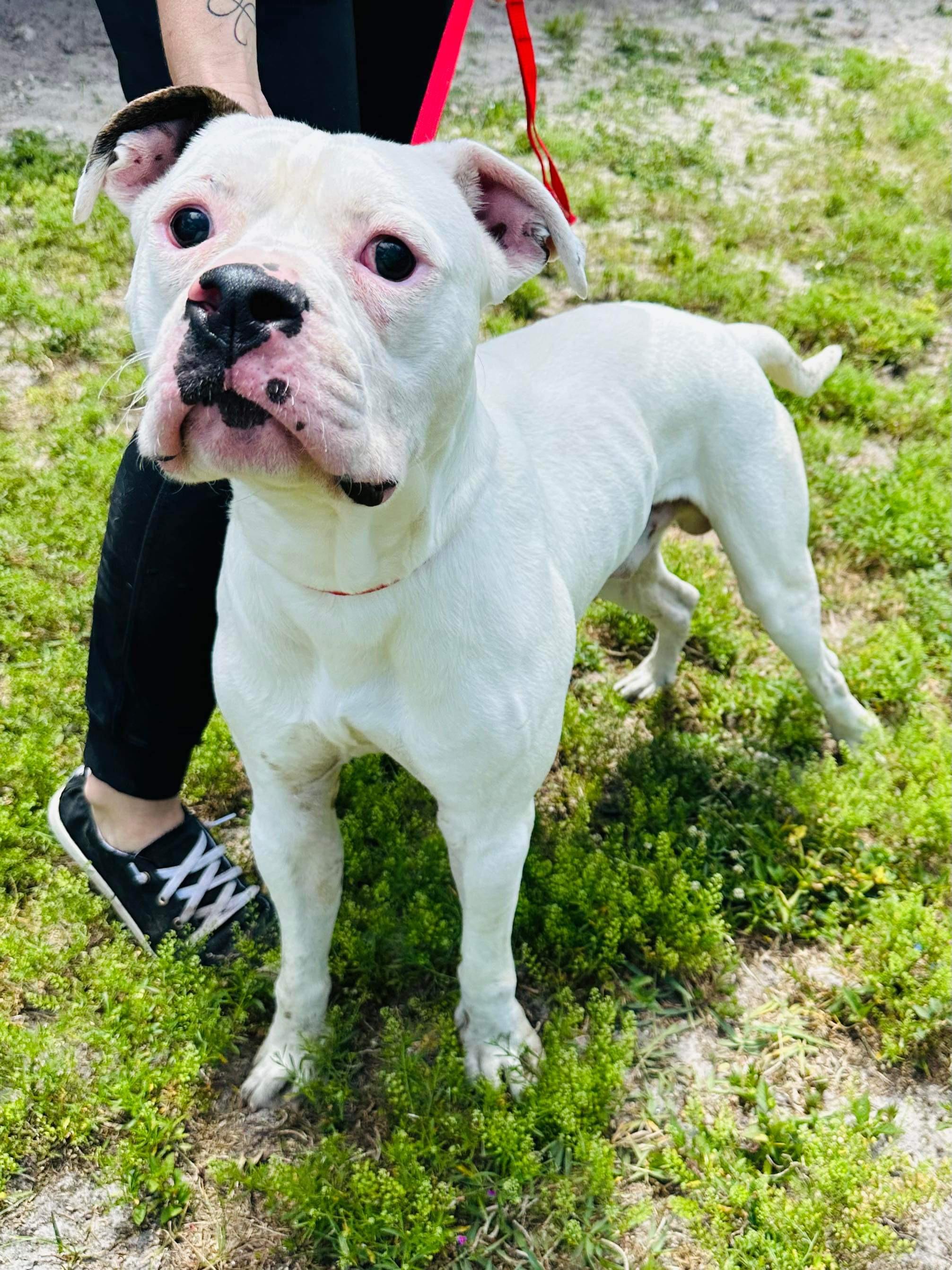 Enlarge Ray, a Adoptable mixed breed in Estero, FL image 2/5