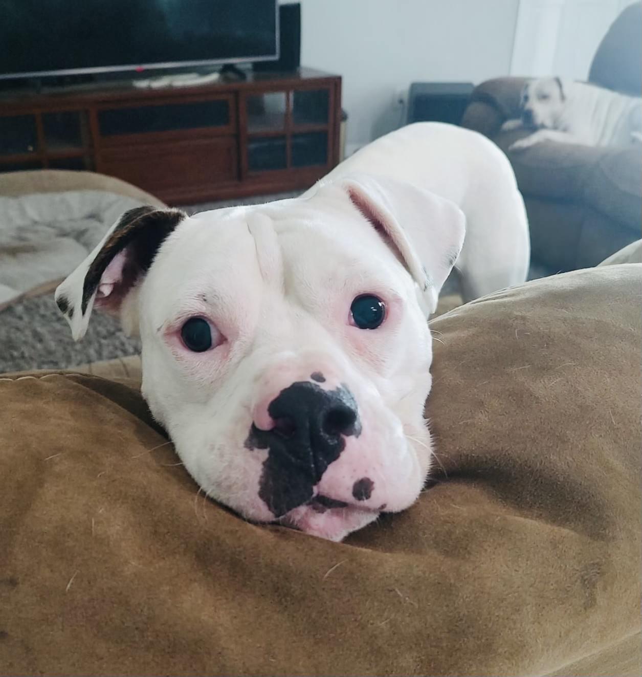 Enlarge Ray, a Adoptable mixed breed in Estero, FL image 3/5