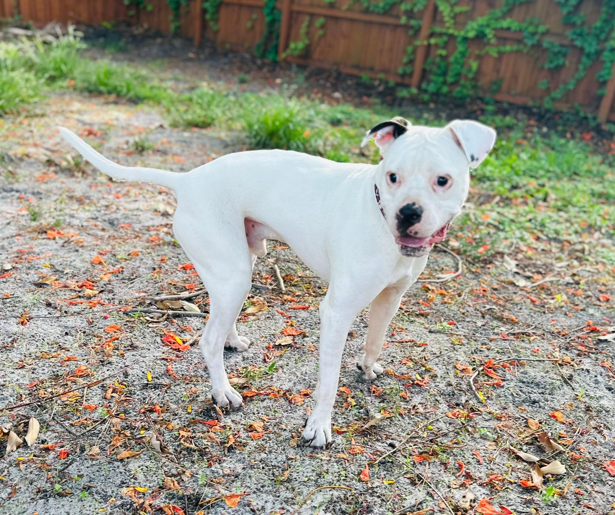 Ray, a Adoptable mixed breed in Estero, FL image 3/3