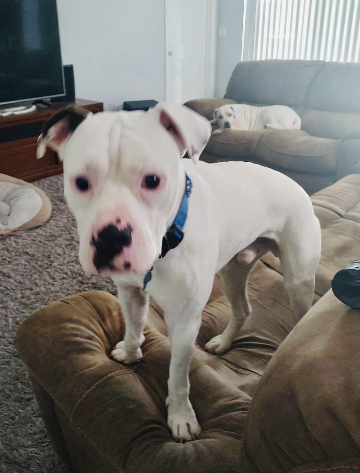 Enlarge Ray, a Adoptable mixed breed in Estero, FL image 4/5