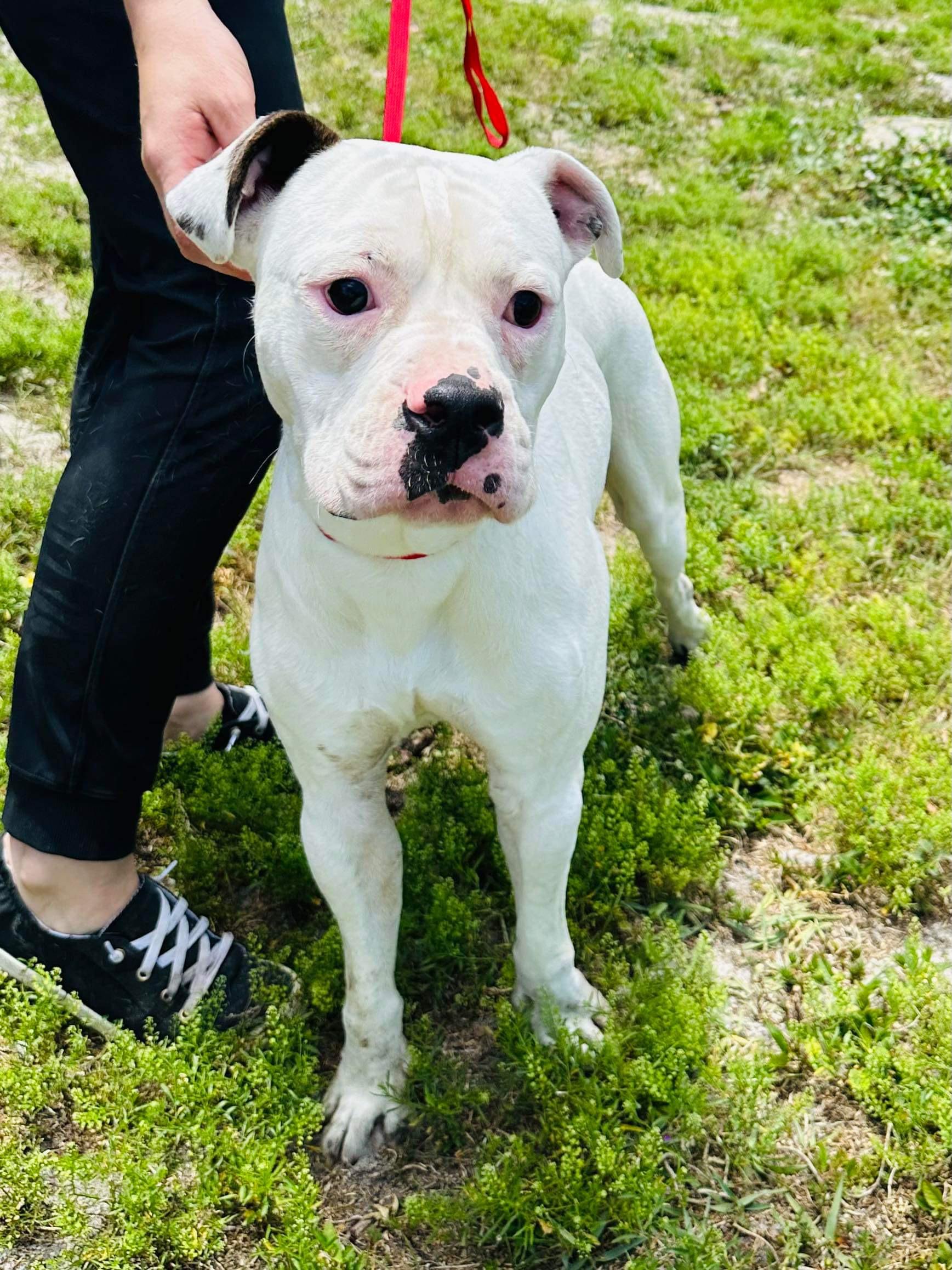 Enlarge Ray, a Adoptable mixed breed in Estero, FL image 5/5