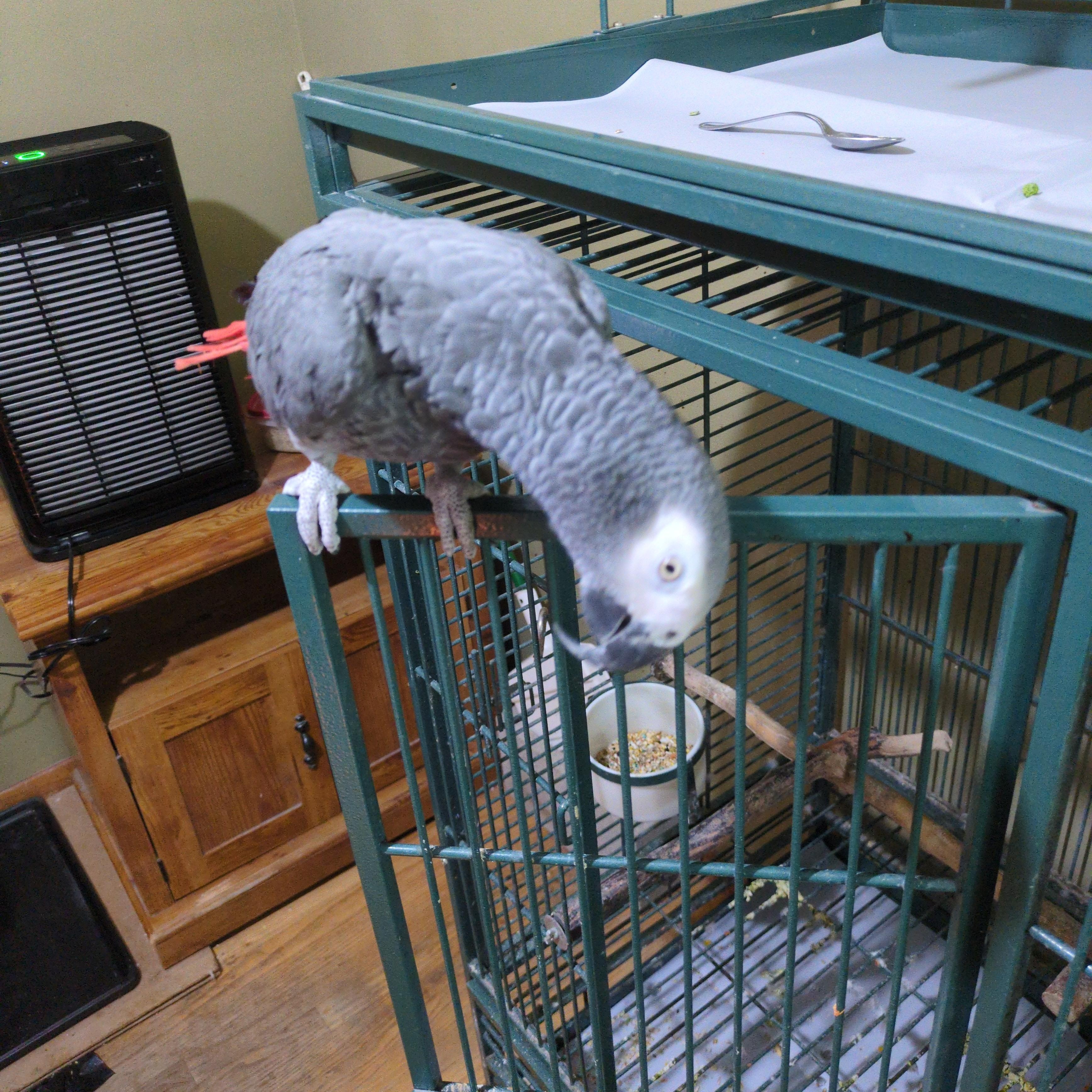Sir Templar 18 YO M African Grey, adoptable, Adult Male African Grey.
