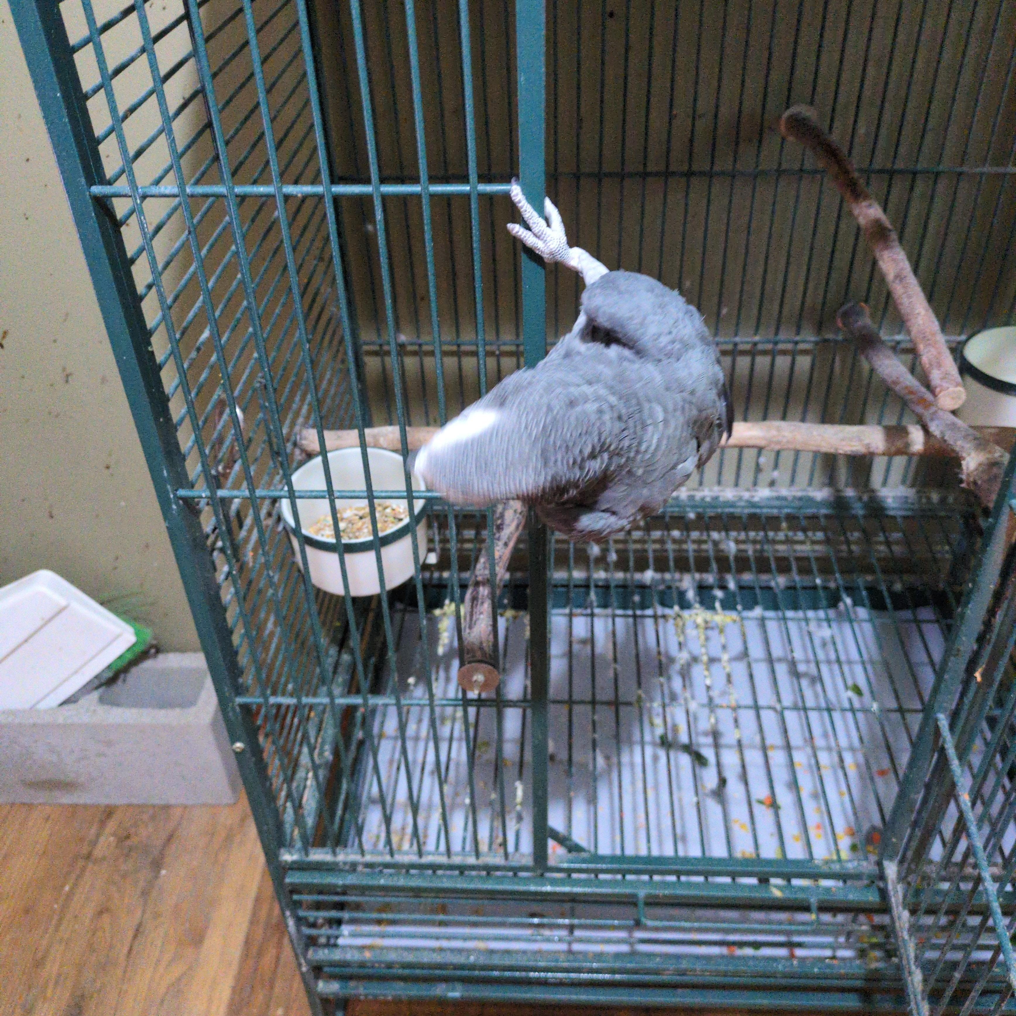 Enlarge Sir Templar 18 YO M African Grey, an adoptable African Grey in Vancouver, WA image 3/6