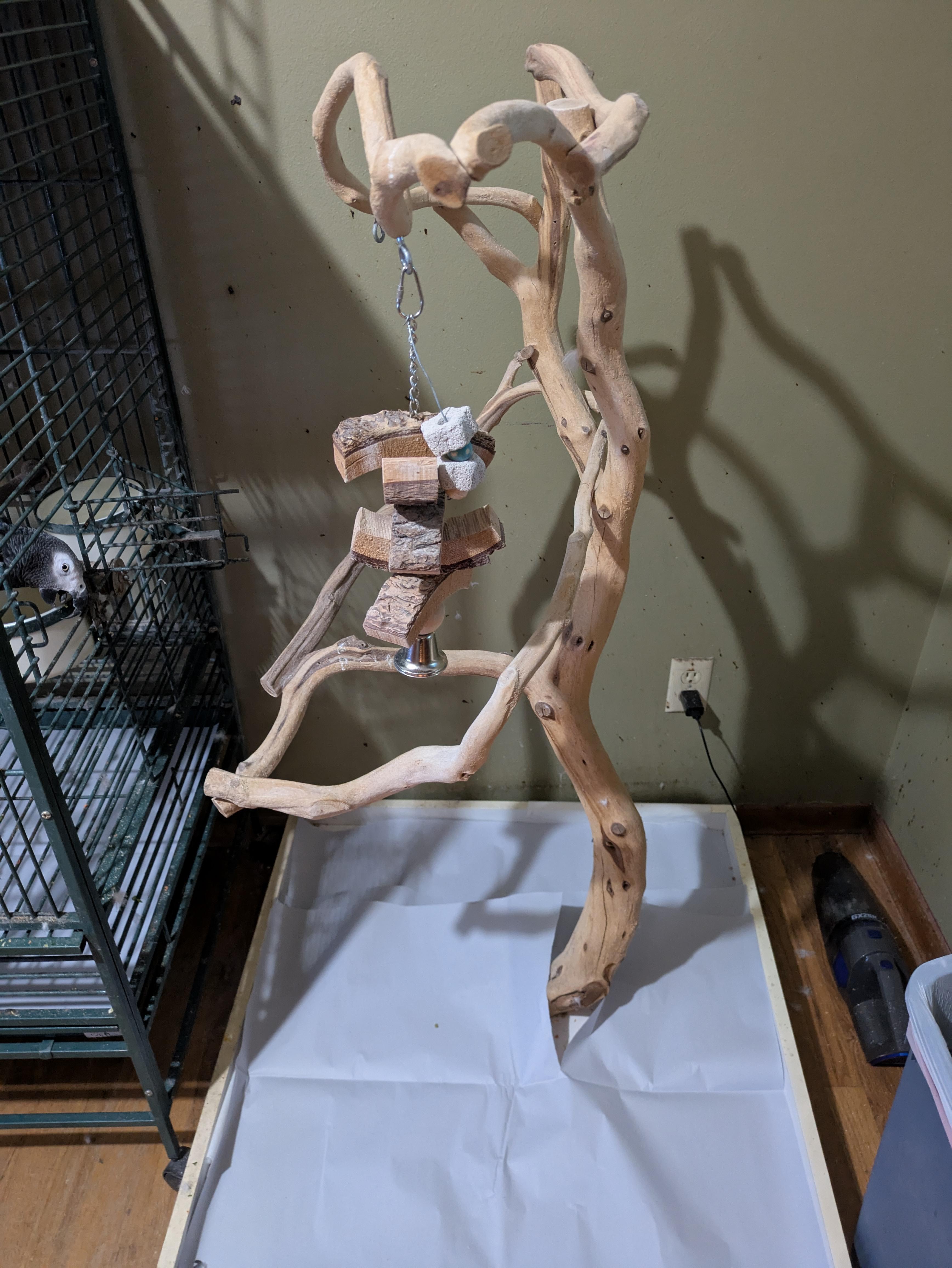 Enlarge Sir Templar 18 YO M African Grey, an adoptable African Grey in Vancouver, WA image 5/6