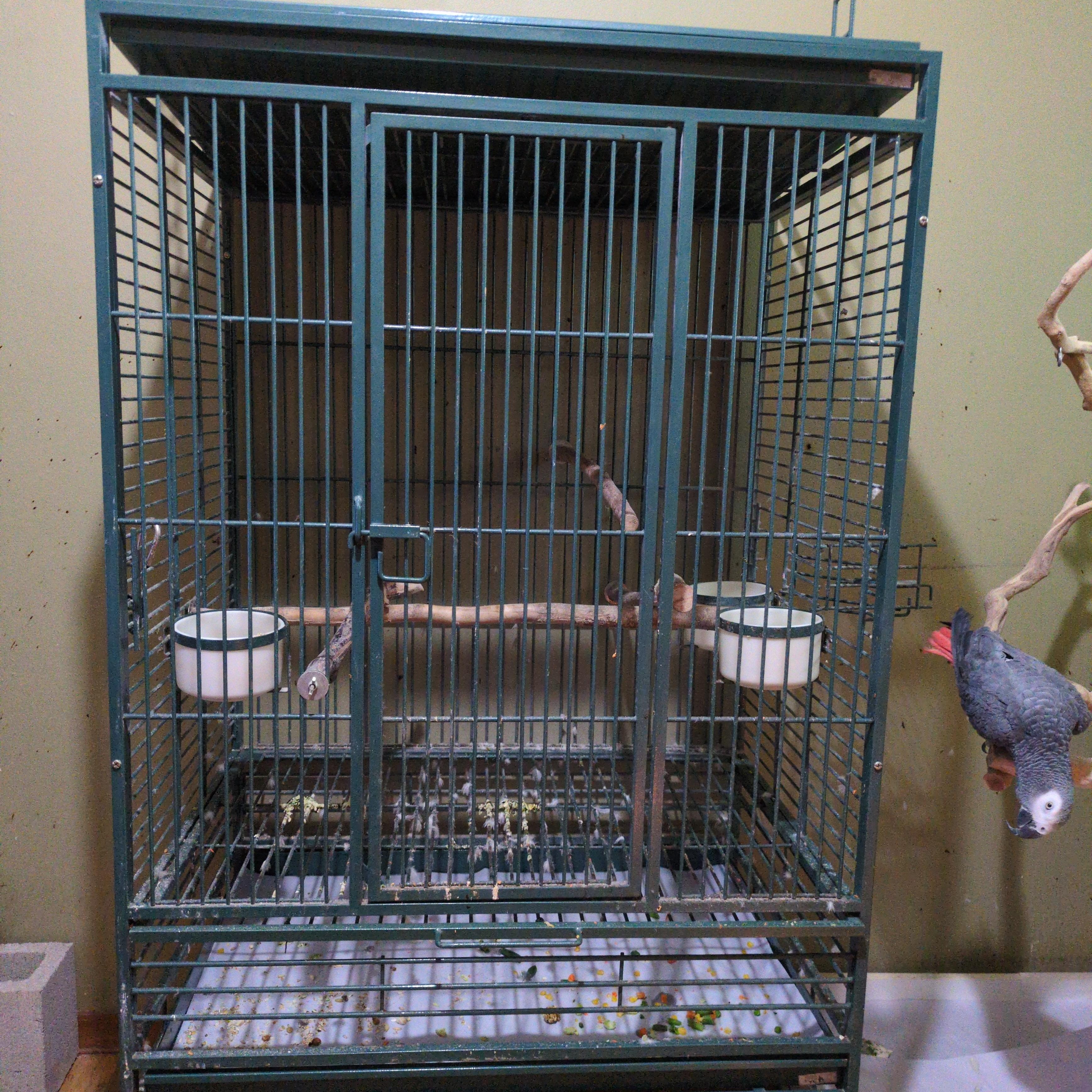 Enlarge Sir Templar 18 YO M African Grey, an adoptable African Grey in Vancouver, WA image 6/6