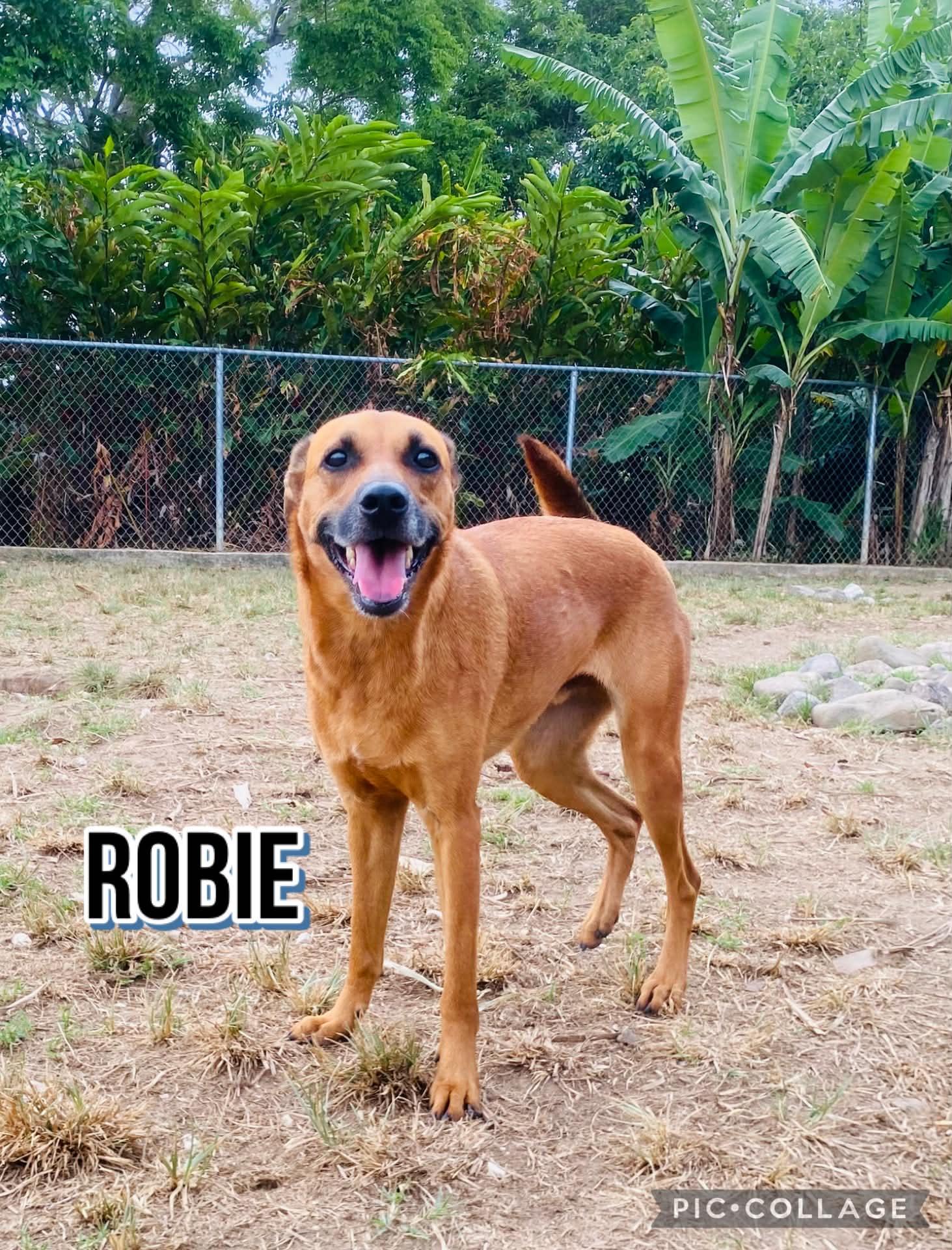 Enlarge ROBBIE, a Adoptable mixed breed in Villalba, PR image 4/6