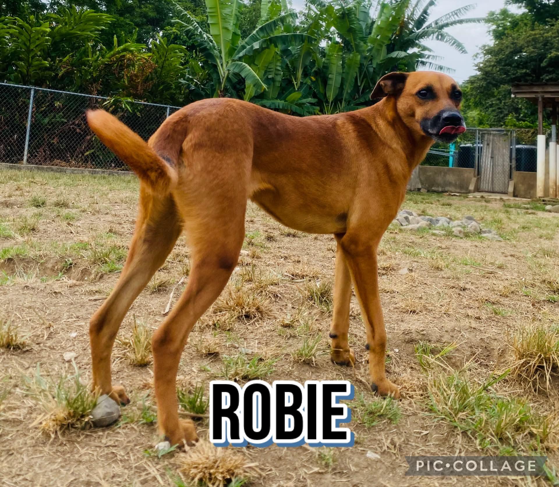 Enlarge ROBBIE, a Adoptable mixed breed in Villalba, PR image 5/6