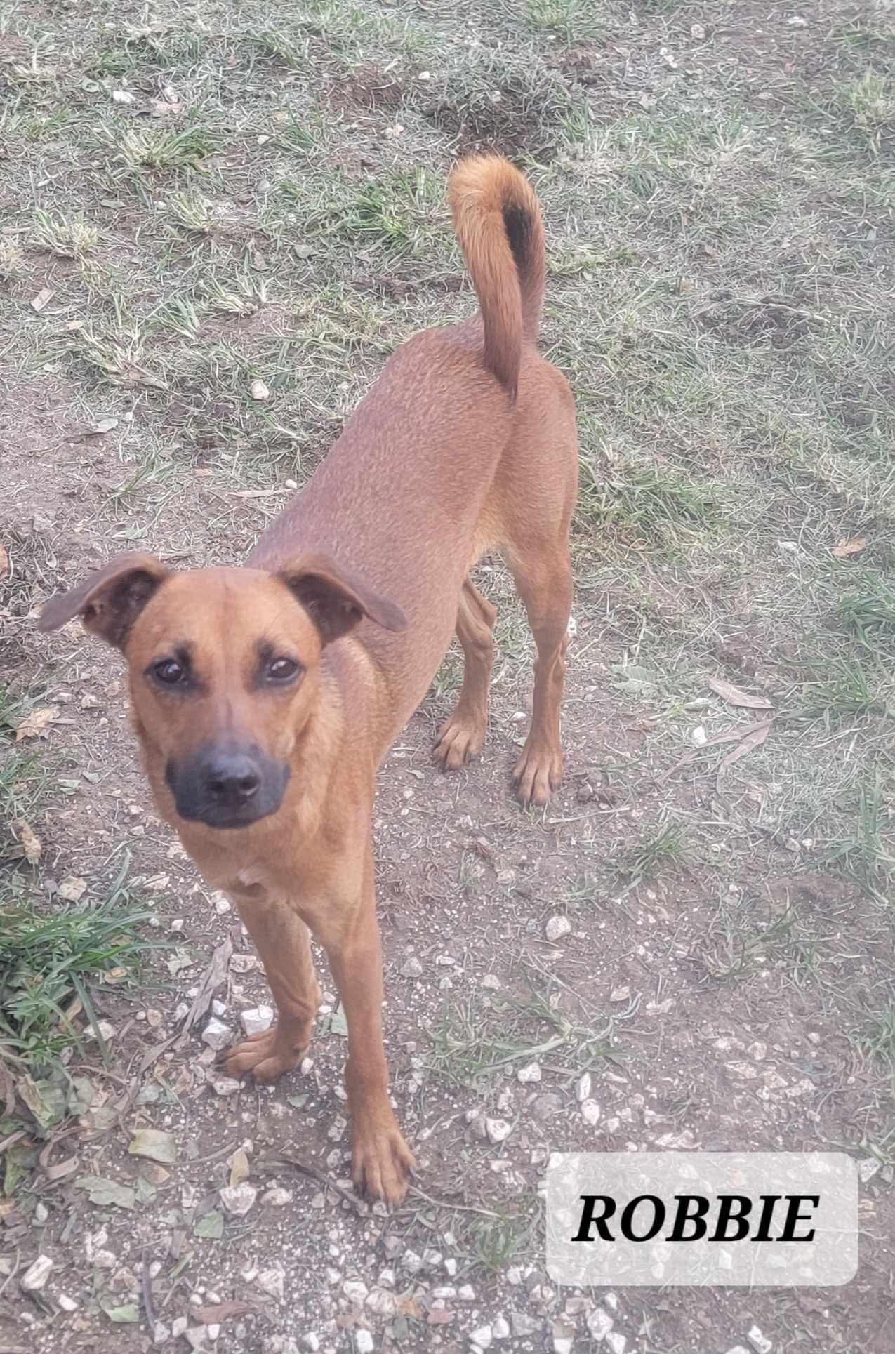 Enlarge ROBBIE, a Adoptable mixed breed in Villalba, PR image 1/3