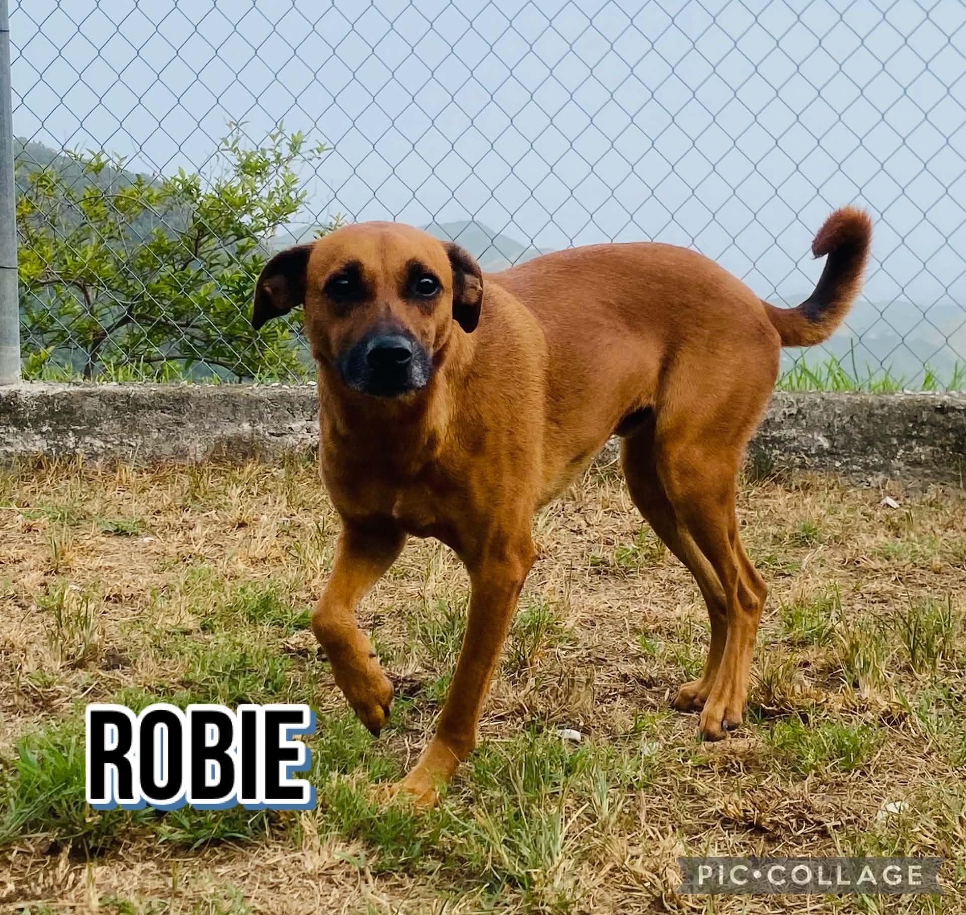 Enlarge ROBBIE, a Adoptable mixed breed in Villalba, PR image 1/6