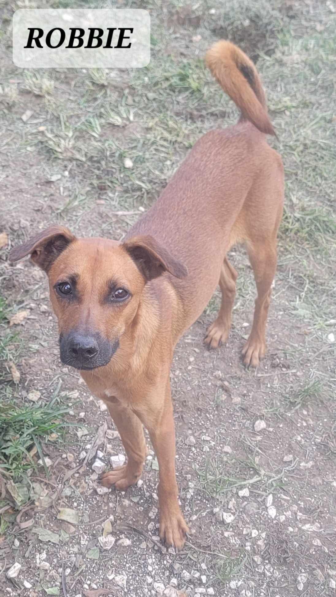 ROBBIE, Adoptable, Adult Male Rat Terrier.