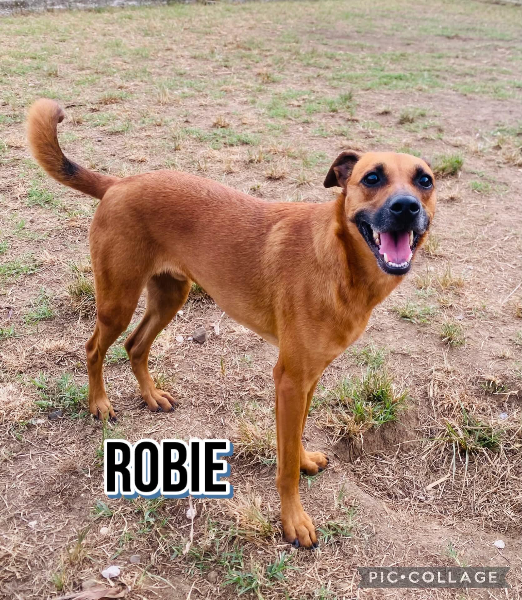 Enlarge ROBBIE, a Adoptable mixed breed in Villalba, PR image 2/6