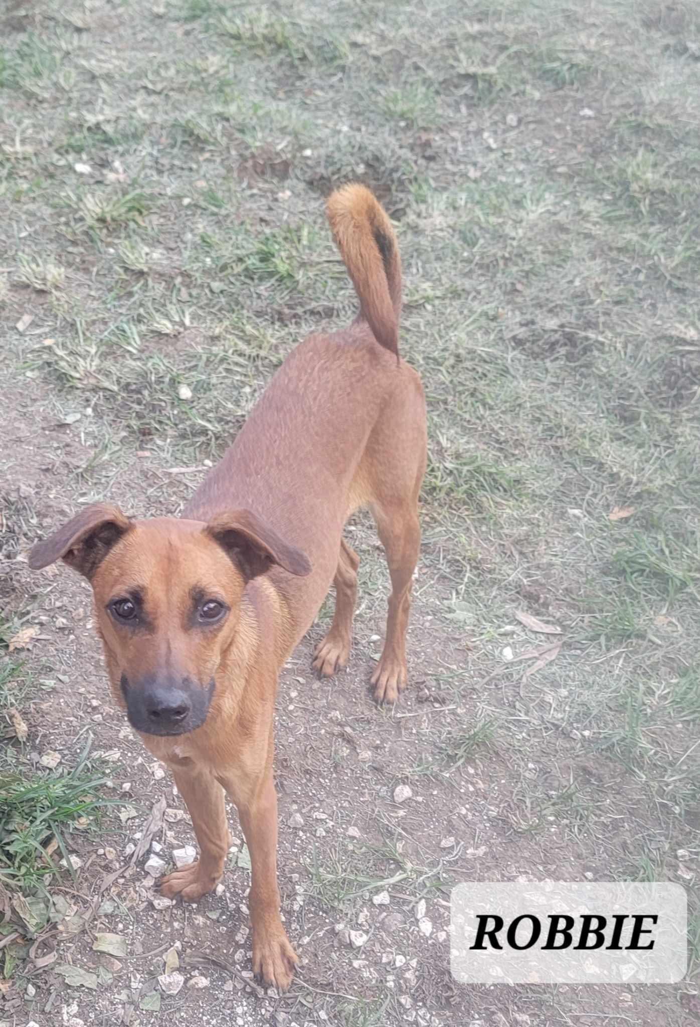 Enlarge ROBBIE, a Adoptable mixed breed in Villalba, PR image 3/3