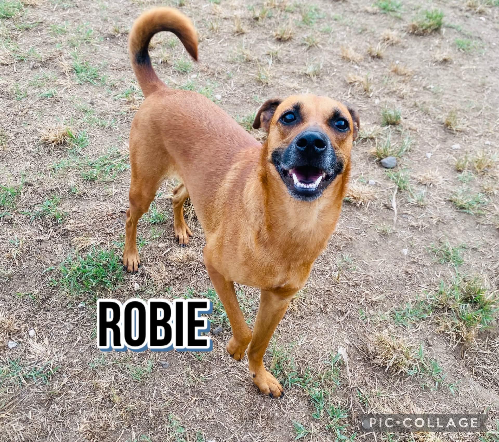 Enlarge ROBBIE, a Adoptable mixed breed in Villalba, PR image 3/6