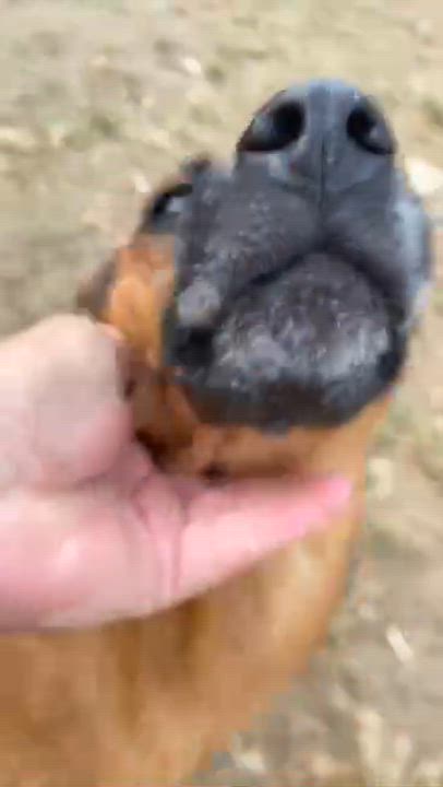 Enlarge ROBBIE, a Adoptable mixed breed in Villalba, PR video 6/6