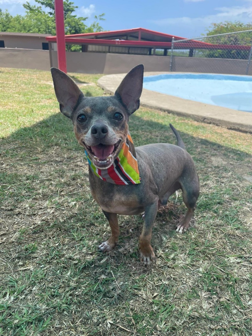 Enlarge Lolo, a Adoptable Chihuahua in Humacao, PR image 5/5