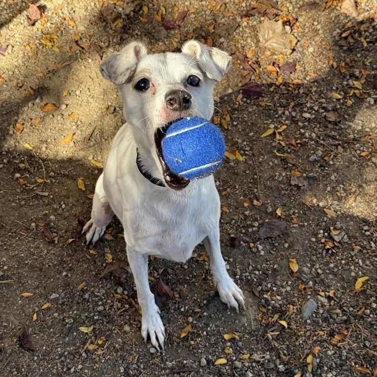 Enlarge Cowpoke, an adopted mixed breed in Mountain Center, CA image 5/6