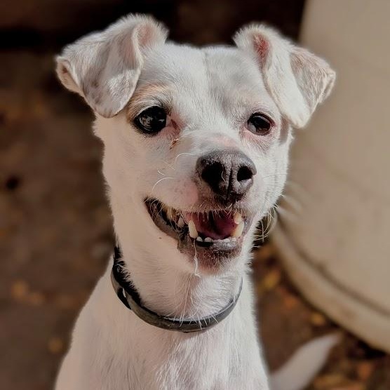 Adopt Cowpoke