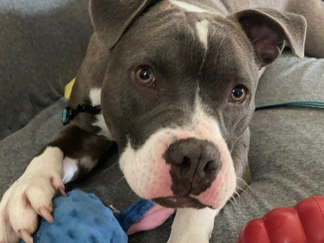 Gala - FOSTER NEEDED!!!, Young Female Pit Bull Terrier