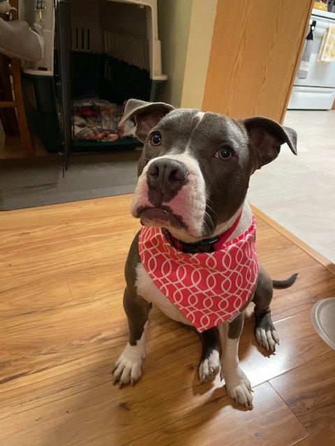 Gala - FOSTER NEEDED!!!, an adoptable mixed breed in Minneapolis, MN image 2/6