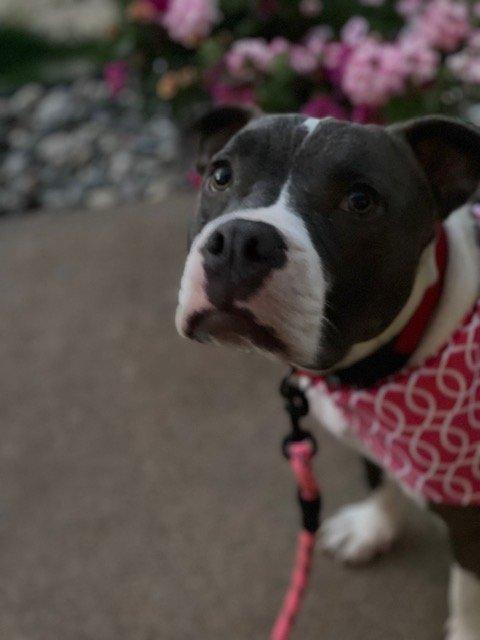Gala - FOSTER NEEDED!!!, an adoptable mixed breed in Minneapolis, MN image 3/6