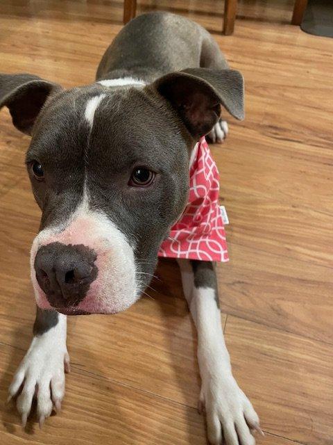 Gala - FOSTER NEEDED!!!, an adoptable mixed breed in Minneapolis, MN image 4/6