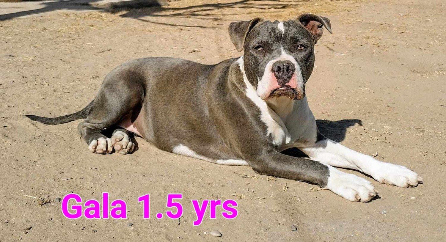 Gala - FOSTER NEEDED!!! photo 5
