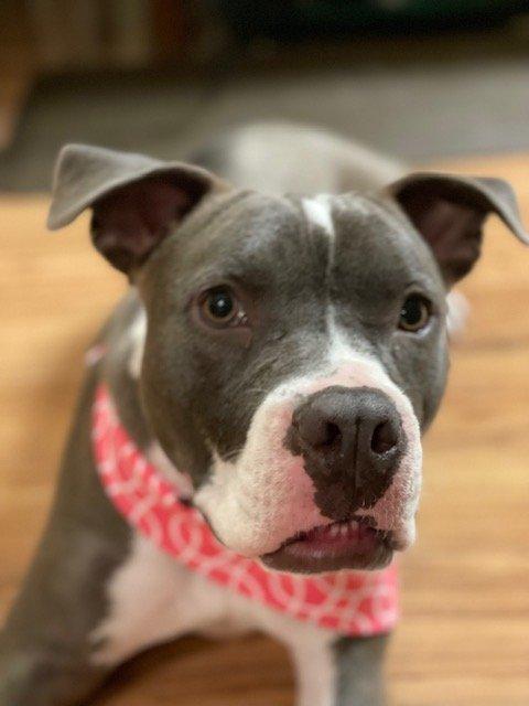 Gala - FOSTER NEEDED!!!, an adoptable mixed breed in Minneapolis, MN image 6/6