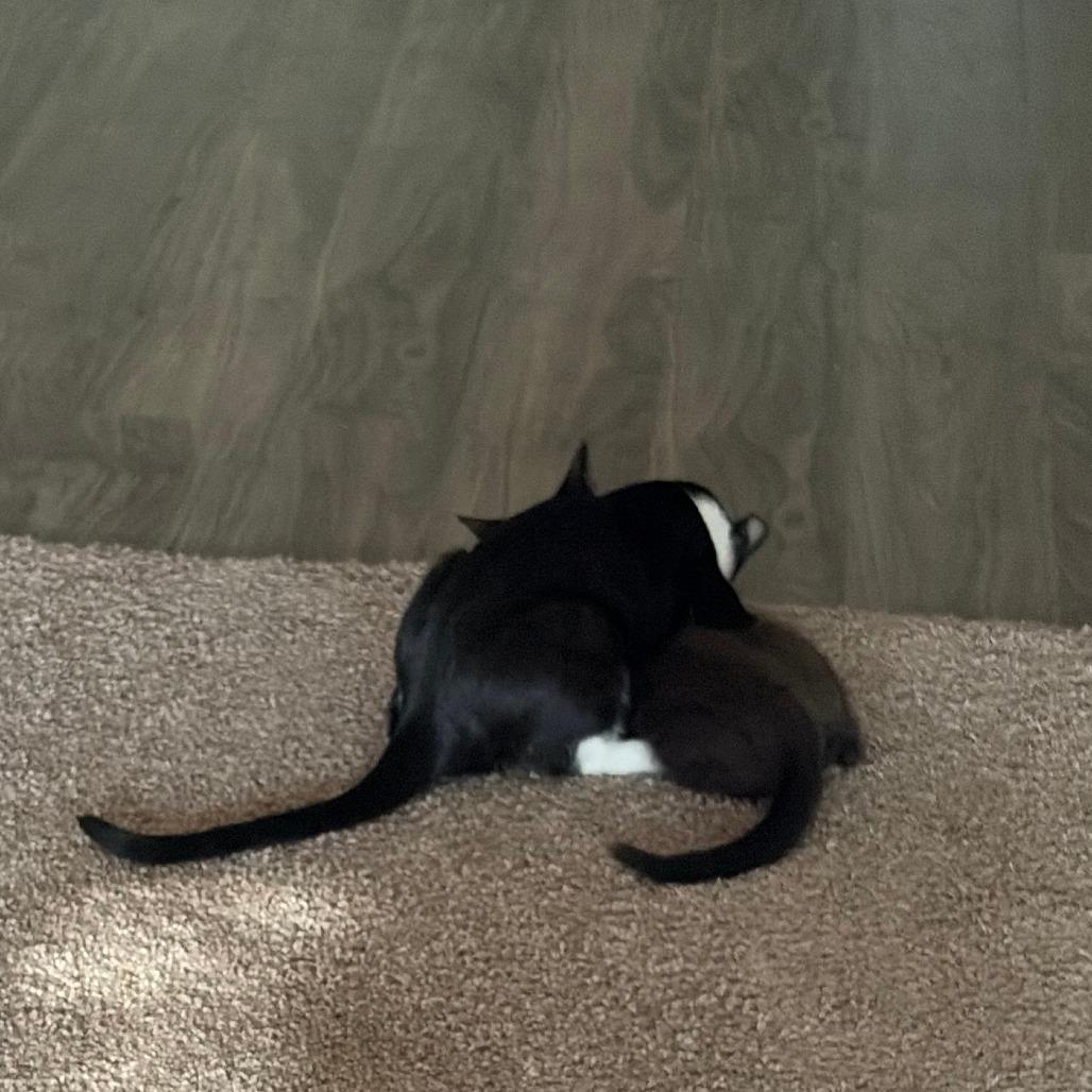 Minuet, Adoptable, Kitten Female Domestic Short Hair.