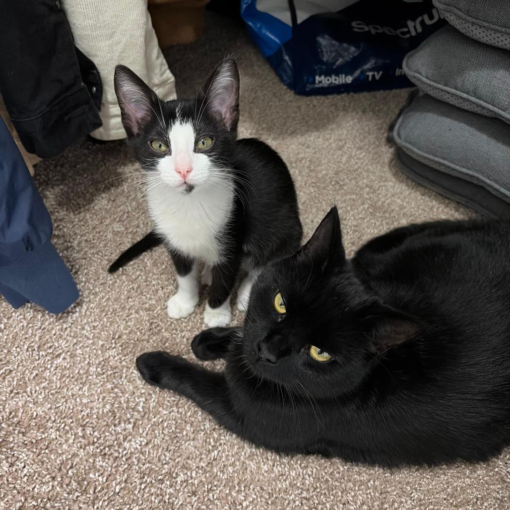 Enlarge Minuet, a Adoptable Domestic Short Hair in Prosper, TX image 2/6